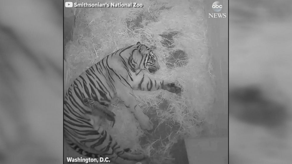 Sumatran Tiger Cubs at the Smithsonian's National Zoo Receive