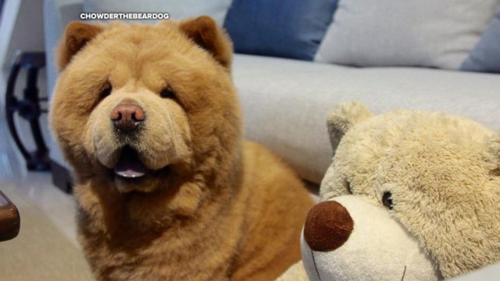chow chow teddy bear dog