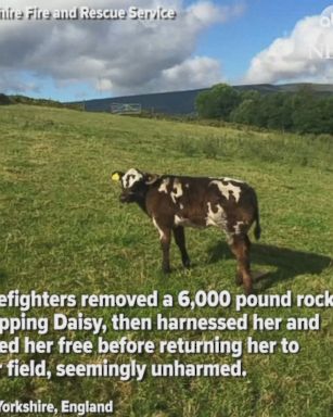 VIDEO: Baby cow trapped under 6,000-pound rock after wandering off from her field rescued by emergency services.