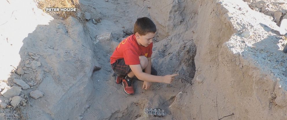 Boy finds 1.2 million-year-old fossil while playing outside - ABC News