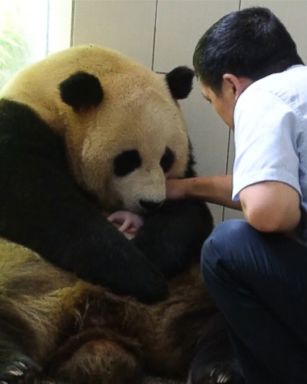 VIDEO: Giant panda in China gave birth to the world's first cub born to a captive panda that mated in the wild.