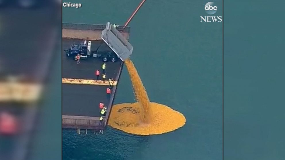 Thousands of rubber ducks dumped into Chicago River Video ABC News