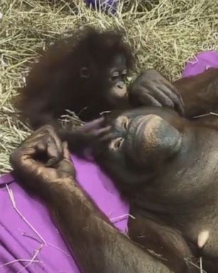 VIDEO: 10-month-old Redd has a playdate with Bonnie, an older orangutan at Smithsonian National Zoo.