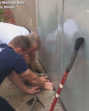 Firefighters rescued a cat that was stuck under a steel wall in Chicago. Once free, the cat ran away as they yelled, "Bye bye, kitty!"