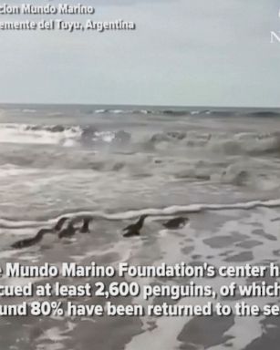 Crowds gathered on a beach in Argentina to watch nine rehabilitated penguins return to the ocean.