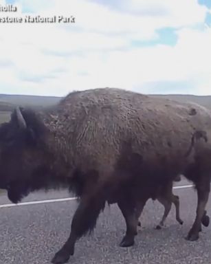 A mama bison and her baby caused a massive traffic jam as they ambled slowly down a Yellowstone National Park highway.