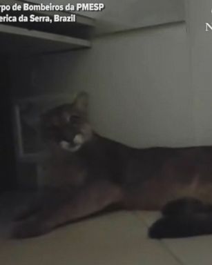 Firefighters removed a puma hiding under a desk in an office in Sao Paulo, Brazil. They released it to a wildlife non-governmental organization.