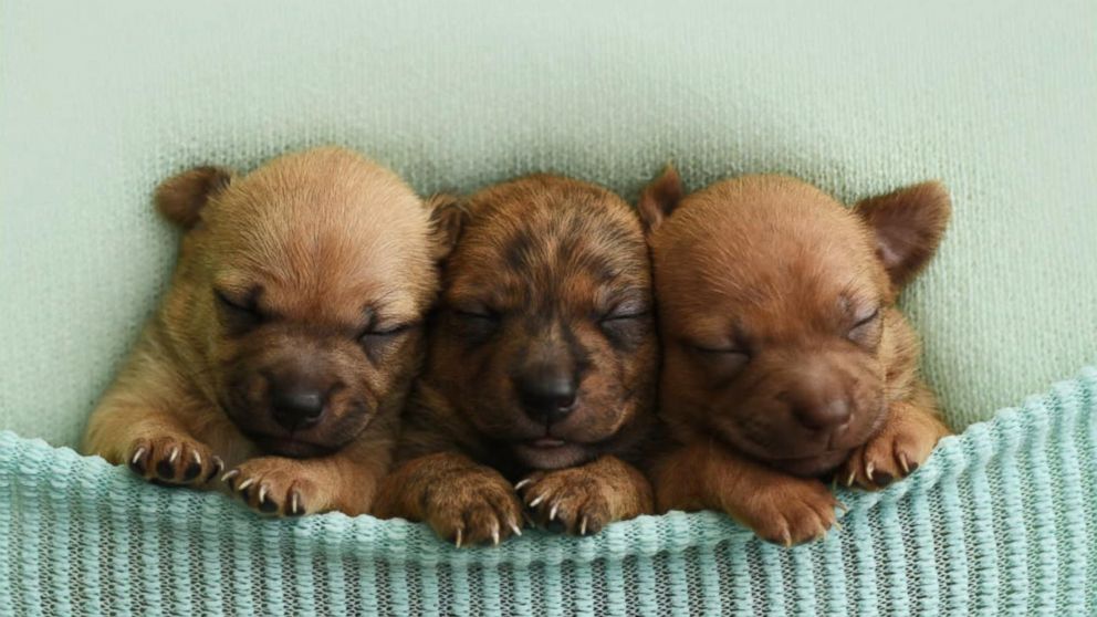 newborn baby puppies