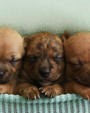 Kelly Frankenburg posed the Chihuahua mom and puppies she's fostering as newborn babies in hopes of finding them forever homes.