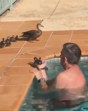 VIDEO: A mother duck looked on as her flock was lifted to safety in the palm of one man's hand.