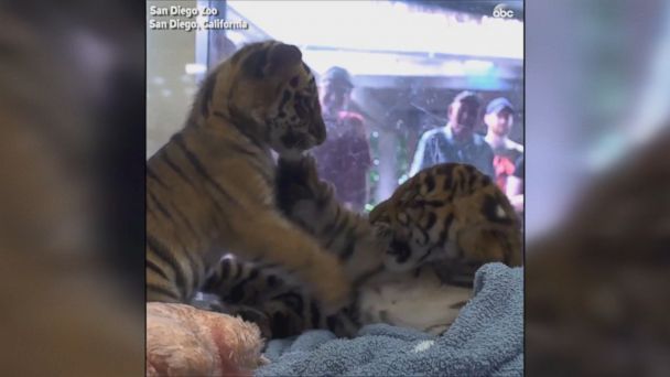 Video Tiger rejected by mother arrives in San Diego - ABC News