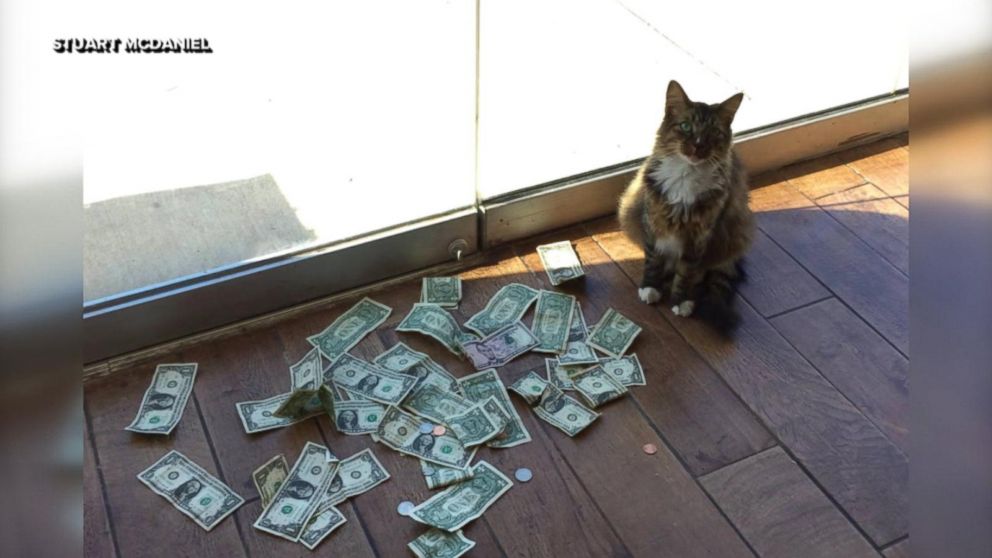 Coloque algum dinheiro no gatinho com Cats and Cash!