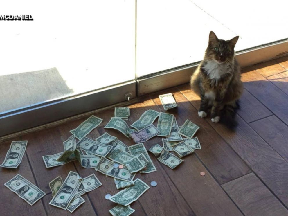 Office cat collects money for homeless by snatching from passers-by - ABC  News