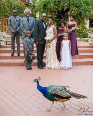 VIDEO: When an Indiana couple posed for photos after their nuptials in August, they didn't expect a colorful peacock to steal the spotlight from them.