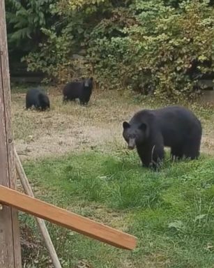 VIDEO: A man in British Columbia was incredibly polite when addressing a family of bears on his property.