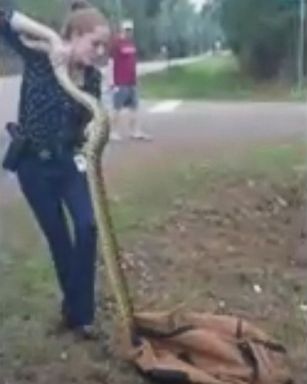 VIDEO: Detective Emily Shaw responded to a call about a large reptile found on the side of a road.