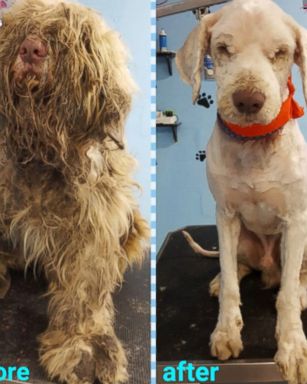 "It was the most disturbing situation I've ever seen in my life," his groomer said.