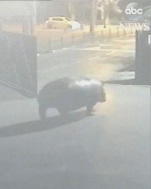 VIDEO: The hippopotamus escaped through an open gate at the zoo before returning.