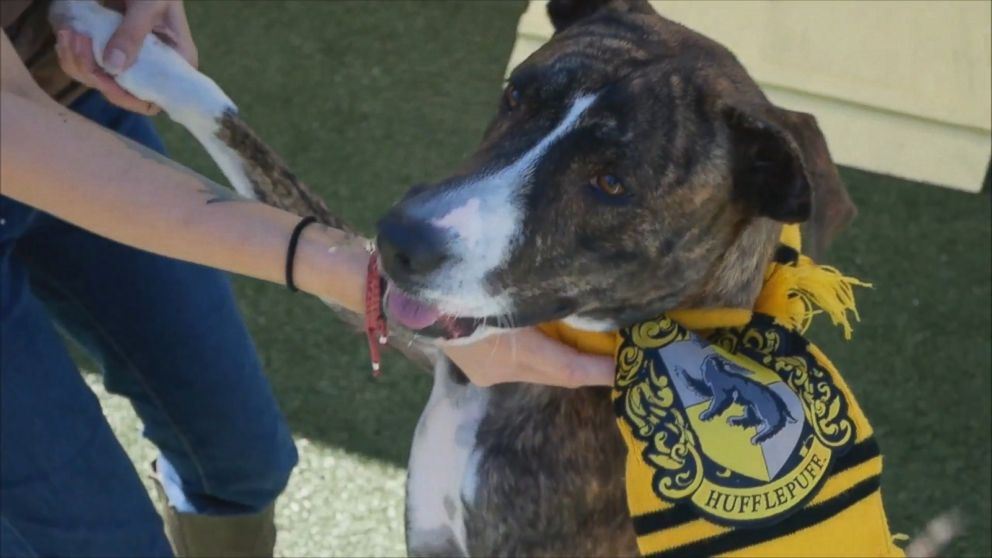 hufflepuff dog collar