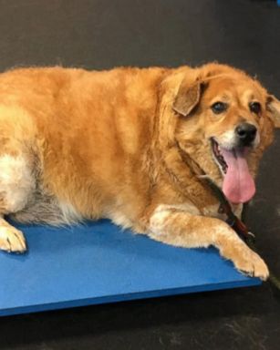 VIDEO: 80-pound dog named Strudel down to 54 pounds after rigorous weight loss journey