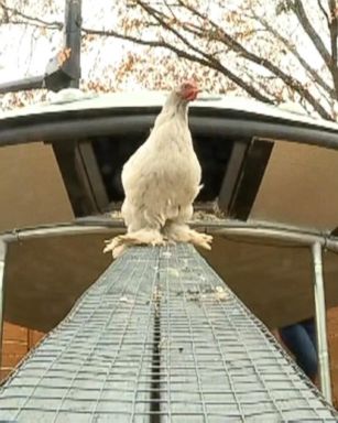 VIDEO: An Idaho woman and her fiance built a chicken coop with a design that's out of this world.