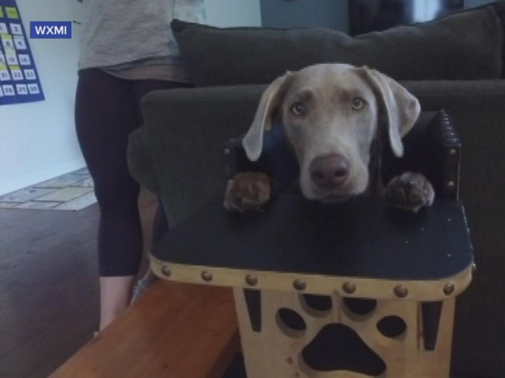 dog needs special chair to eat