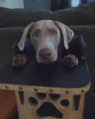 VIDEO: Dog with rare condition eats meals in special high chair