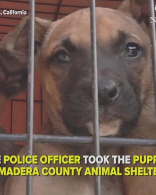 These nine puppies were abandoned next to a trash can in California. Police rescued them, and now, the healthy pups are hoping to be adopted. 