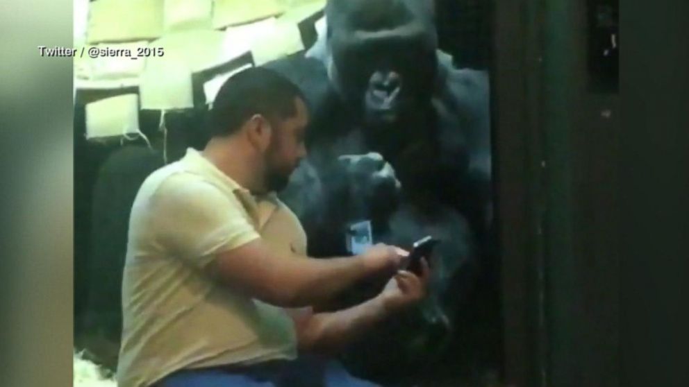 VIDEO: A cute moment at the Louisville Zoo as one of its gorillas seems to gesture for a man to swipe through photos on his phone.