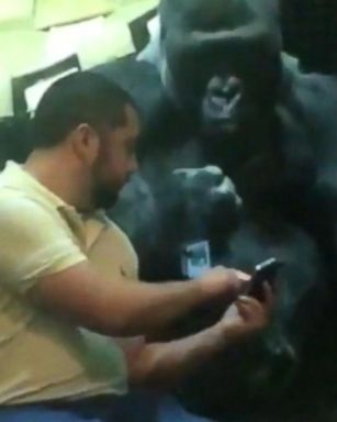 VIDEO: A cute moment at the Louisville Zoo as one of its gorillas seems to gesture for a man to swipe through photos on his phone.