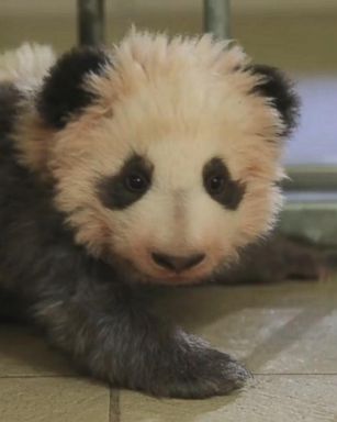 VIDEO: Mini Yuan Zi, the first panda born in France, tried to take its first steps.