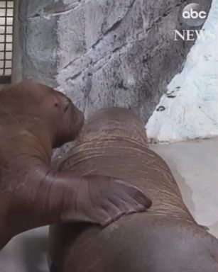 VIDEO: Aku and Ginger met for the first time at SeaWorld in Orlando, Florida.