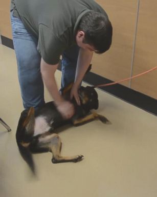 LifeLine Animal Project of Atlanta launched its Home for the Pawlidays project this year, with 20 of its longer-term shelter dogs enjoying Thanksgiving week with foster families.