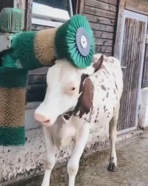 VIDEO: Rolina the dairy cow knows what it means to feel pampered on a farm in Switzerland.