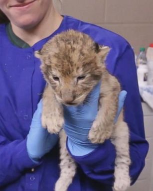 VIDEO: The three adorable lion cubs were born at Blank Park Zoo in Des Moines, Iowa.