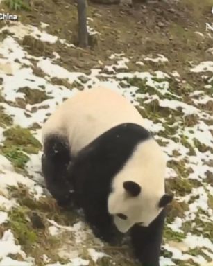 VIDEO: The panda bear had fun with the cold weather at a zoo in Hubei, China.