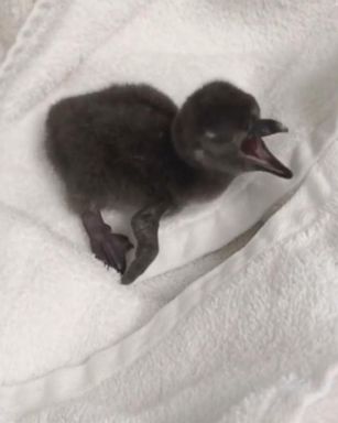 VIDEO: The African penguin chick is being cared for by its parents, Burner and Snickers.