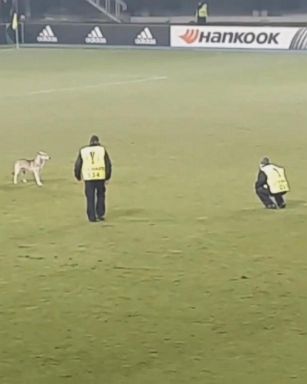 VIDEO: A soccer match in Macedonia was interrupted when a dog invaded the field of play.