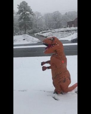 VIDEO: T-Rex enjoys first day of snow