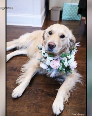 VIDEO: Bride uses her dog as flower girl: 'She's my little shadow'