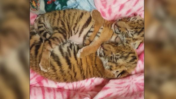 Adorable tiger cubs meet their dad for the 1st time - ABC News