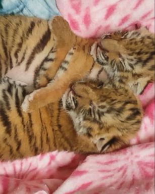 VIDEO: The female cubs are being hand-fed five times a day by zoo officials.