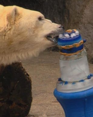 VIDEO: Cincinnati Zoo and Botanical Garden treated one of its own to a frozen treat.