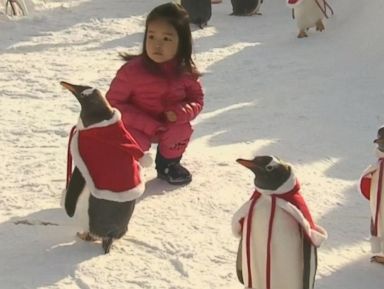 WATCH: Penguins dressed as Santa bring joy to kids in China