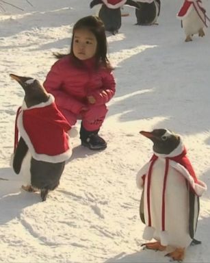 VIDEO: Five children were invited to interact with the penguins at Harbin Polarland theme park.