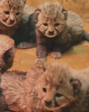 "The cubs, three males and five females, were born at the Saint Louis Zoo River's Edge Cheetah Breeding Center on November 26, 2017," the zoo wrote on Facebook.