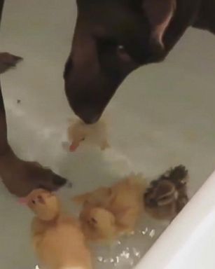 VIDEO: Sonya watches over the ducklings as they enjoy some bathtime fun.