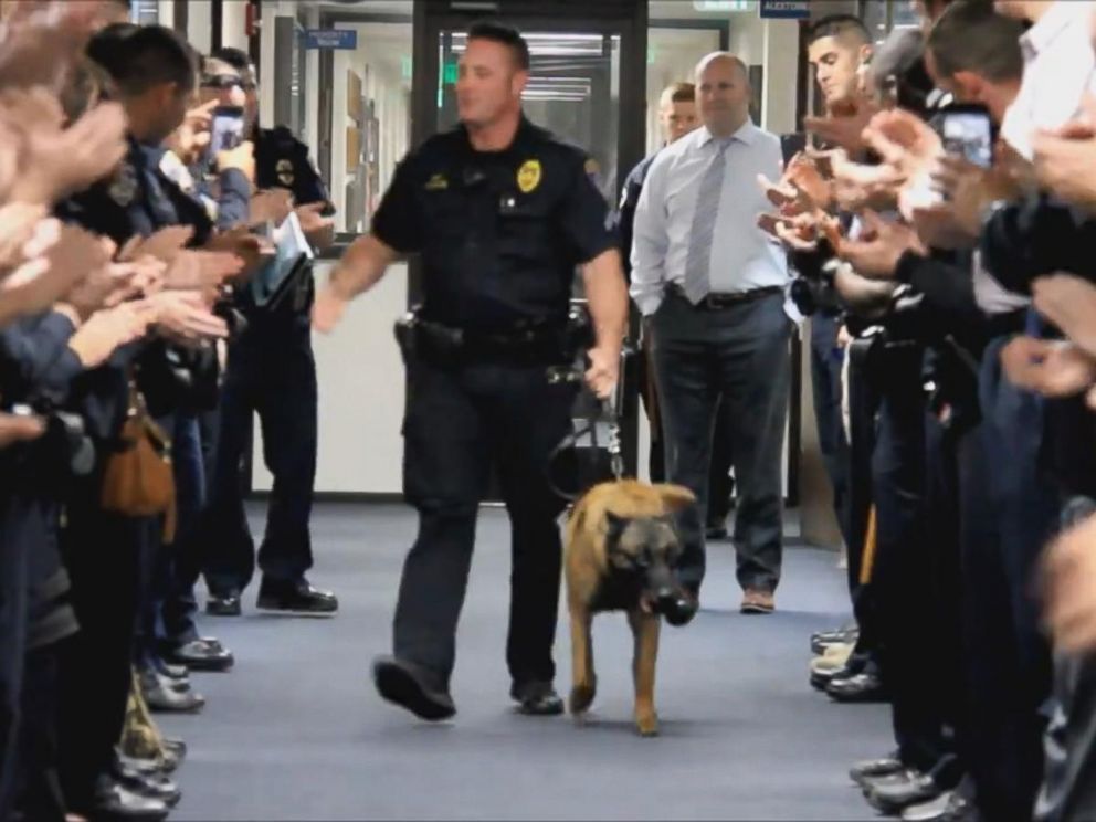9yearold police dog who served with SWAT team retires in grand fashion   ABC News