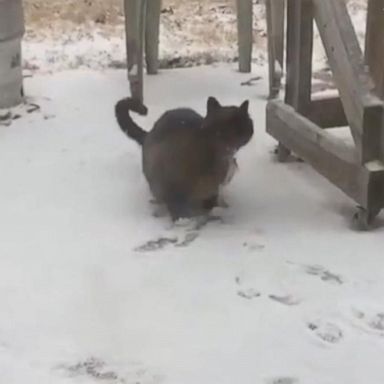 VIDEO: Mocha preferred warming up in front of the fire.