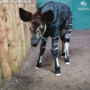 VIDEO: An okapi born at the Zoological Society of London was named Meghan in honor of Meghan Markle's upcoming marriage to Prince Harry.